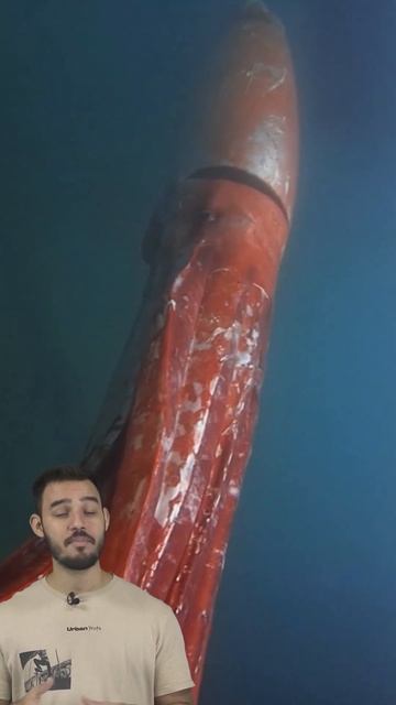 CACHALOTE VS LULA GIGANTE ! #biologia #animais #ciencia смотреть онлайн