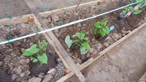 Высаживаю фасоль в теплицу