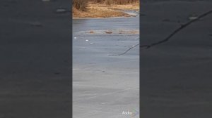Дачный сезон почти настал, а рыбы в реке нет или не приплыла еще