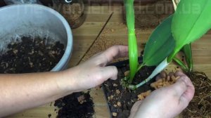 Як пересадити каттлею як посадити каттлею Как пересадить каттлею, как разделить каттлею