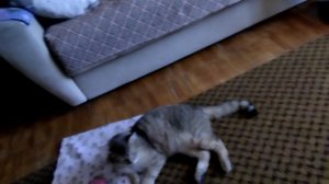 #котик мяу-мяу