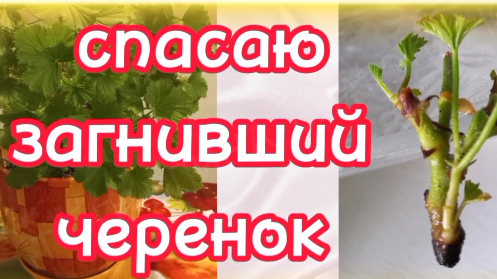 Обрезка и Укоренение черенков Лучший способ. Спасаю загнивший #Комнатноецветоводство #Пеларгонии