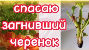 Обрезка и Укоренение черенков Лучший способ. Спасаю загнивший #Комнатноецветоводство #Пеларгонии