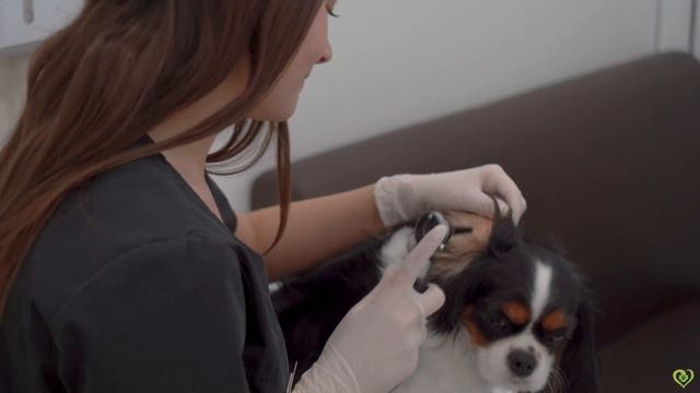 Врач - дерматолог Карина Федорко смотреть онлайн