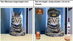 мемы про котов озвучка