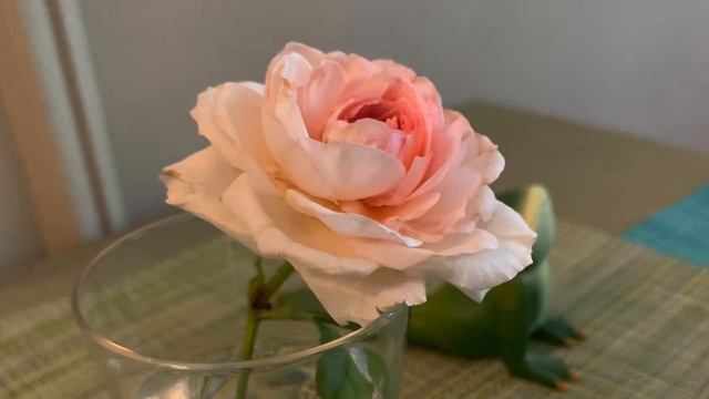 Bononcini: Trio Sonata 11, mvt 1 смотреть онлайн