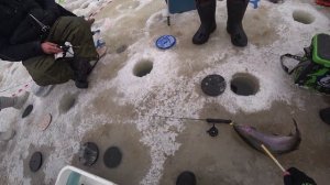 ПАРУ ХОЛОДНЫХ ПОКЛЕВОК ВЕСЕННИЙ ДЬНЬ