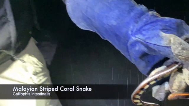 Herping Bukit Fraser (Fraser's Hill, Malaysia) | Future-Morphs смотреть онлайн