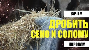 Зачем дробить солому или сено для коров