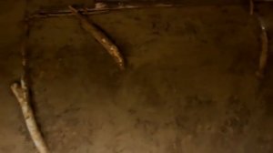 Примитивные технологии Как построить дом без инструментов