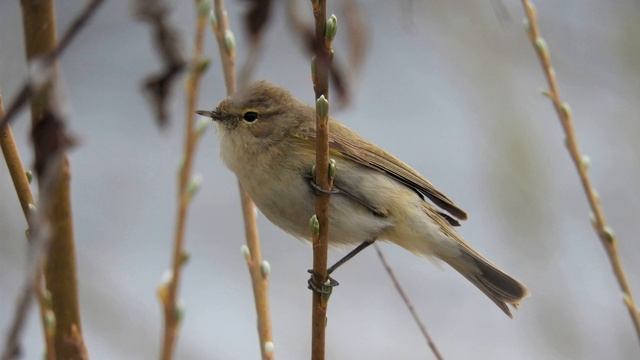 Пеночка-теньковка Phylloscopus collybita, песня / Common chiffchaff song