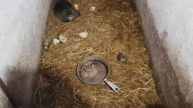 Нутрії: тяжкі роди смотреть онлайн