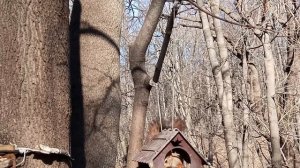Кормушка Белка с зарисовка