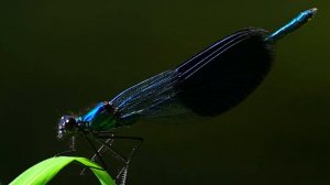Nikon Z 9 + 180 - 600  mm F 5.6 - 6.3 VR
models
фотографы 
видеографы