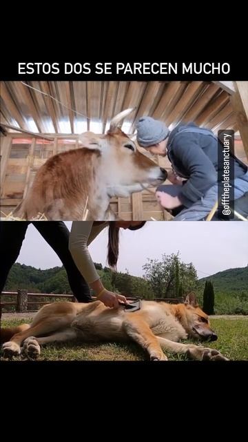 Vaquita y perrito disfrutan de una sesión de cepillado смотреть онлайн