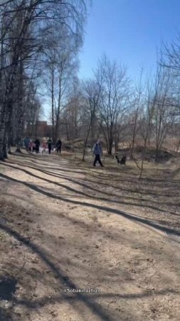 Собачий патруль