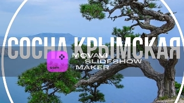 Сосна крымская Цена растения:  от 750 рублей номер телефона для уточнения информации 89231728273