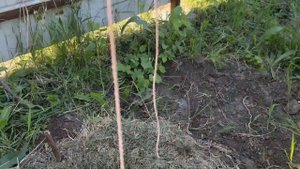 Потери в саду после заморозков с 4 на 5 мая (ростовская область)