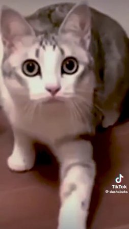 3 кота не дают попить молоко🥺🥺🥺🥺🥺🥺🥺🥺🥺🙏🙏🙏🔥🔥