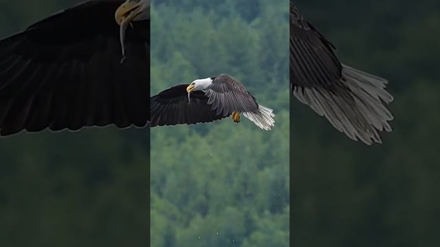 орлан поймал рыбу смотреть онлайн