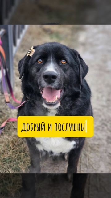 Бейли из Приюта ЮАО . Принц инкогнито!