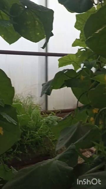 ТЕНЕВЫНОСЛИВЫЙ СОРТ ОГУРЦА ПОЛЛИ f1. смотреть онлайн