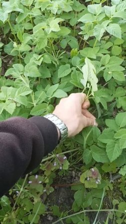 Selbstversorgung mit Wildkräutern! Geld sparen und kein Genmanipuliertes Gemüse! #superfood #detox
