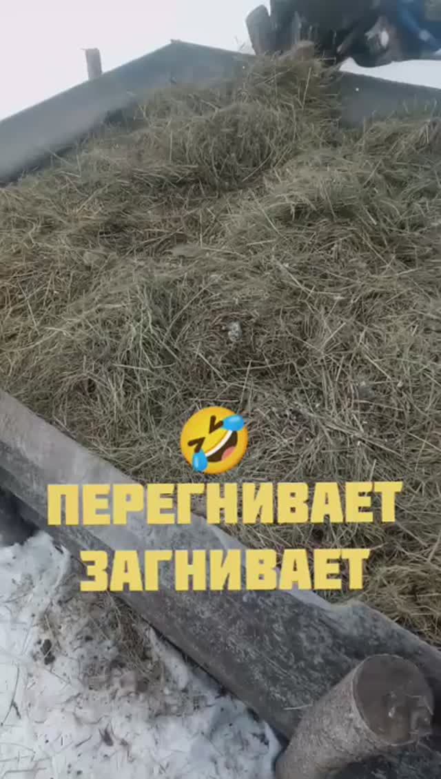 Деревенская собака кушает кость весна навоз сосульки обзор