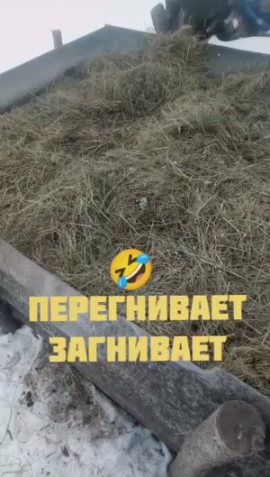 Деревенская собака кушает кость весна навоз сосульки обзор