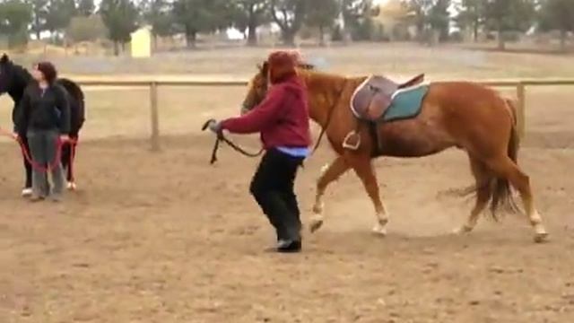 How to Lunge a Horse to Prepare for Riding смотреть онлайн