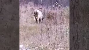 Шокирующее видео: голодный медведь напал на быка. 18+