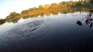 Golden mean Light Porgy-R LPS-70R