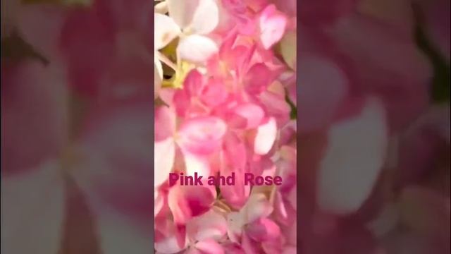 hydrangea гортензия hydrangeaflower hortensia садгортензий garden pinkandrose paniculata