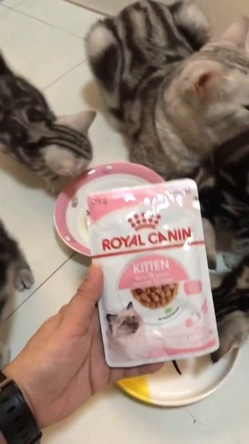 Royal Canin food para super healthy ang mga furbabies 🥰 #cats #kittens #catfood #royalcanin смотреть онлайн