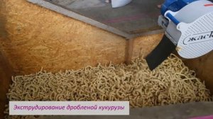 Перезимовавшая соя - не всё потерено