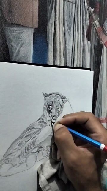 wildlife sketch of black jaguar смотреть онлайн
