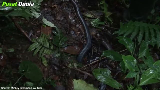 Ukuran cacing ini bikin merinding - Inilah Cacing Tanah Terbesar di Dunia !! смотреть онлайн