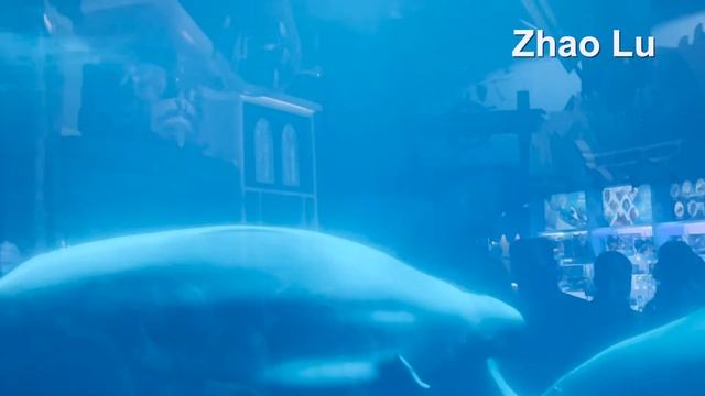 ❤️❤️❤️Dancing beluga! Танцующая белуха! 水下舞者白鲸！ смотреть онлайн