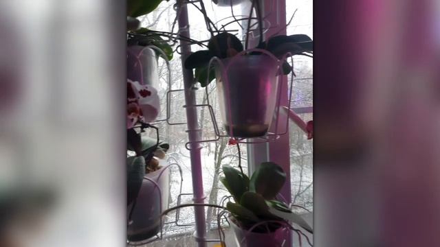 зарисовка "Снег идёт" 20.11.2024. смотреть онлайн