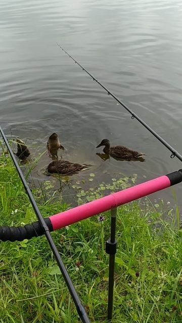 VID_20240623_094947 смотреть онлайн