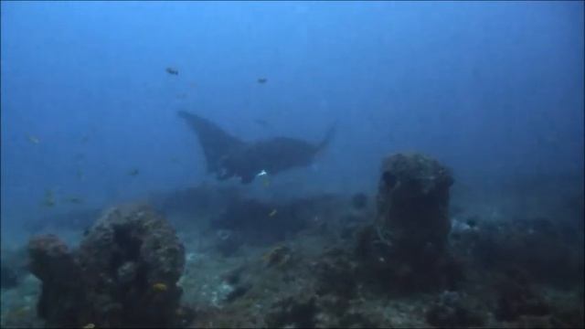 Buceo en Praiado Tofo, Inhambane, Mozambique. смотреть онлайн