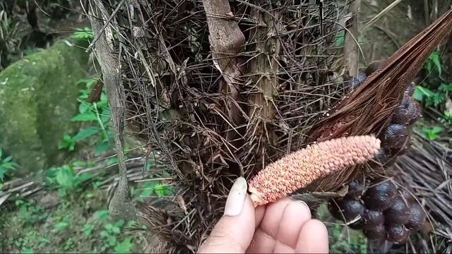 Cara Tepat Penyerbukan Bunga Salak Pondoh #Wahyusidadi смотреть онлайн