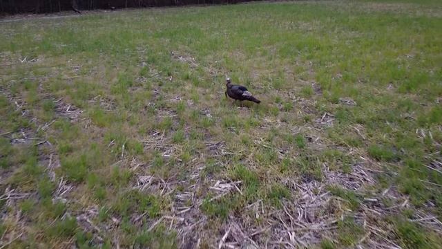 DJI Mavic Mini - Eye Level with a Wild Turkey! смотреть онлайн