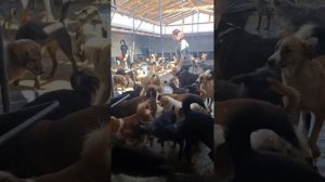 Небольшая музыкальная пауза о гостях в приюте Четыре лапы Ташкент 🙏🏻🥰♥️ часть 2