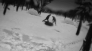 Избиение Свиньи, ОЙ семена зайчик