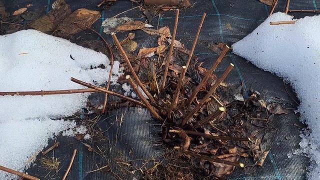 Весенняя обрезка метельчатой гортензии смотреть онлайн