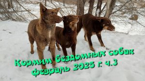 Кормим бездомных собак. Февраль 2025 г. ч.3