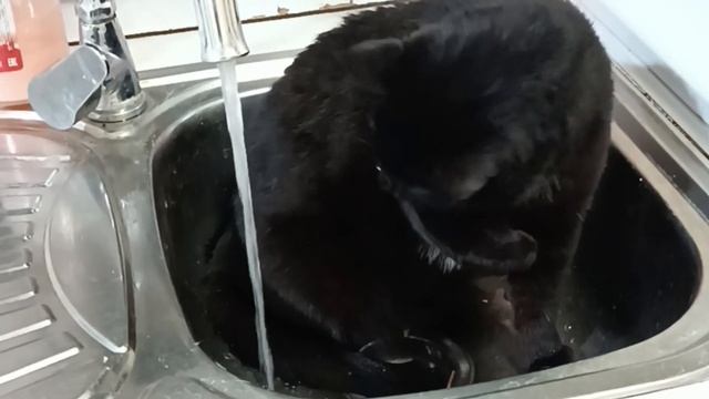 Смешные Кошки 😹 Веселые Игры 🪅 Забавные Котики 🤗 смотреть онлайн