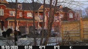 Фотоловушка в Городе - Нарезка 1. Камера FLEX G-36