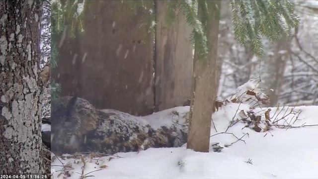 Весна в птичьих гнёздах 🎵🎶 смотреть онлайн